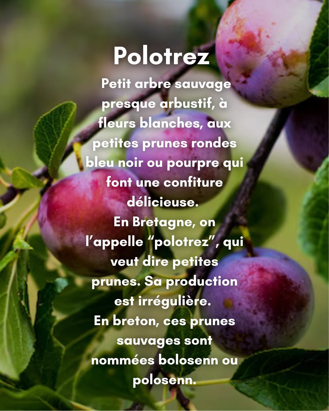 BANDANA BREIZH PRUNE